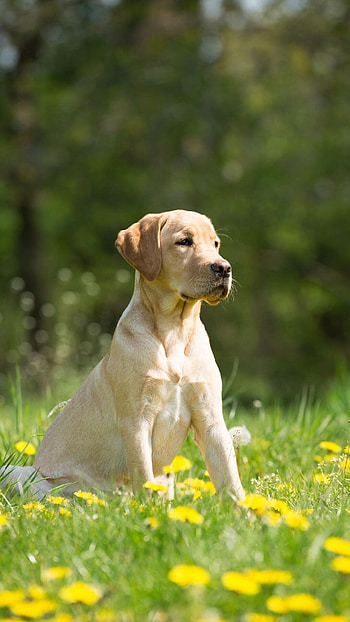 Labrador , Best quality, , Top backgrounds HD phone wallpaper