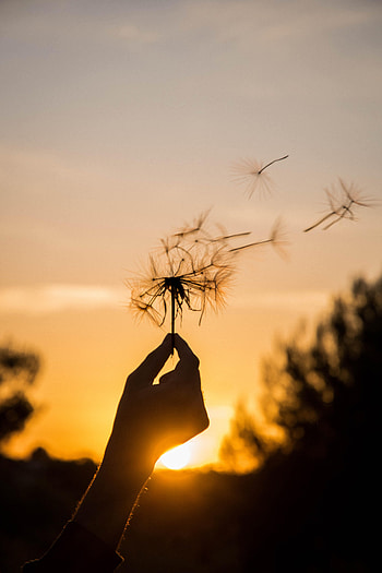 Sunset, Twilight, Summer, Hand, Miscellanea, Miscellaneous, Dusk, Dandelion HD phone wallpaper