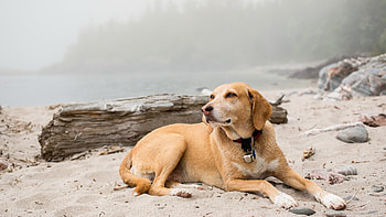 Dogs on the beach , Fun in the sun, Beach vibes, Joyful moments HD wallpaper