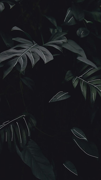 Black Aesthetic, Aesthetic Leaves HD phone wallpaper