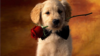 Animals, Holidays, Dogs, Roses HD wallpaper