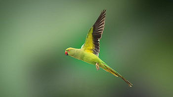 Elegant parrot portrait, Majestic bird species, Striking colors, -spirited creatures HD wallpaper