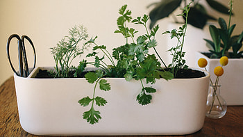 Easiest herbs to grow, Indoor gardening, Fresh flavors, Simple pleasures HD wallpaper