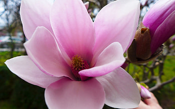 Pink magnolia flower, Nature's beauty, Floral elegance HD wallpaper