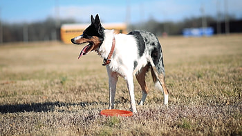 Frisbee, Dog Sports HD wallpaper