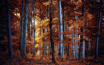 Birch Tree, Nature, Forest HD wallpaper