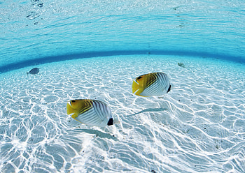 Animals, Butterflies, Sea, Fishes, Couple, Pair, Bottom, Shallow Water, Shoal HD wallpaper