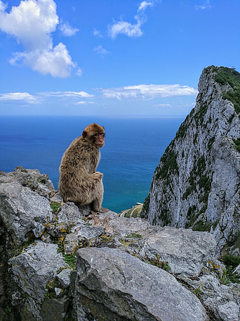 Animals, Sky, Sea, Rocks, Monkey, Marmoset HD phone wallpaper