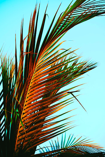 Nature, Leaves, Palm, Tropics, Palm Leaves HD phone wallpaper