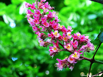 Plants, Flowers HD wallpaper