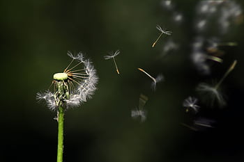Close-up of a dandelion releasing seeds against a dark background. HD wallpaper