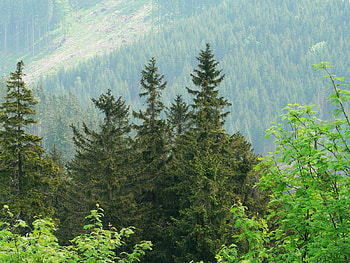 Green forest, druffix, green, , germany, nature, forest HD wallpaper