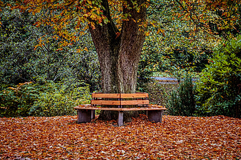 Bench - Tree, bench, fall, tree, leaves, brown, pretty, green, , autumn, seat, nature, U HD wallpaper