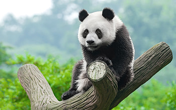 Panda, animal, bear, tree HD wallpaper
