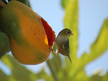 Hungry Little Bird, brown, eat, bird, fruit, eaten, tiny HD wallpaper