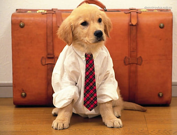leaving home, cute, puppy, suitcase, adorable HD wallpaper