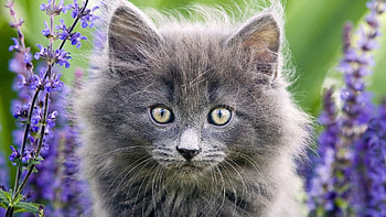 Animals, Grass, Fluffy, Muzzle, Sight, Opinion, Kittens HD wallpaper