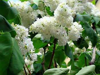 Plants, Flowers, Lilac HD wallpaper