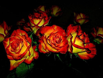 Amazing Roses, roses, yellow, red, gorgeous, flowers, beauty HD wallpaper