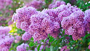 Lilacs, garden, bush, spring, blossoms, leaves HD wallpaper