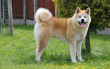 Dogs 101, Akita outlet, Comprehensive guide, Essential information HD wallpaper