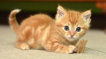 Cat, kitten, kitty, cats, cute, beautiful, paws, sleeping, cat face, pretty, animals, face, lovely, hat HD wallpaper