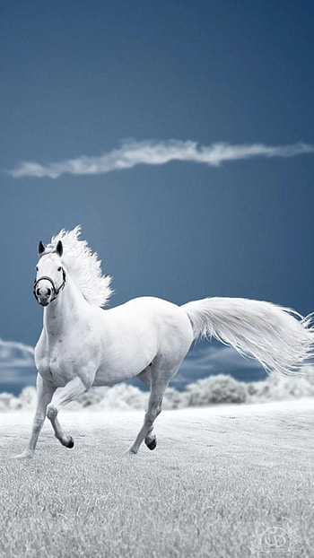 Horse , Hub HD phone wallpaper