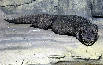Animals, Crocodiles HD wallpaper