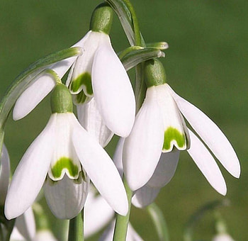 Snowdrops, snowdrop, white, spring, flower HD wallpaper