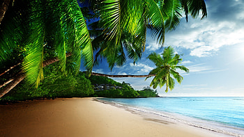 Calm and clean beach, palms, trees, nature HD wallpaper