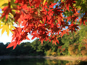 Nature, Autumn, Leaves, Wood, Tree, Branches HD wallpaper