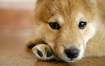 Close-up, Shibas HD wallpaper