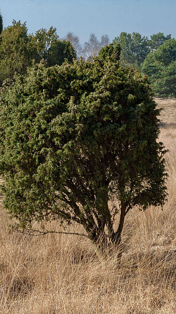 Westruper Heide, Kleiner Baum, Tranquil beauty, Nature's harmony HD phone wallpaper
