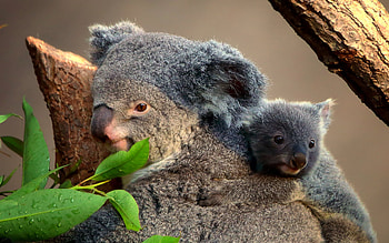 Koala australia, Cute animals, Koalas, Wild animals HD wallpaper