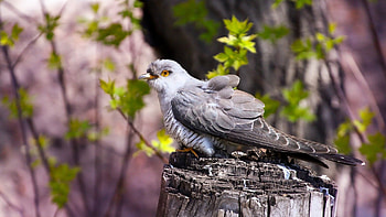 Graphic cuckoo , Artistic avian, Nature-inspired, Aesthetic delight HD wallpaper