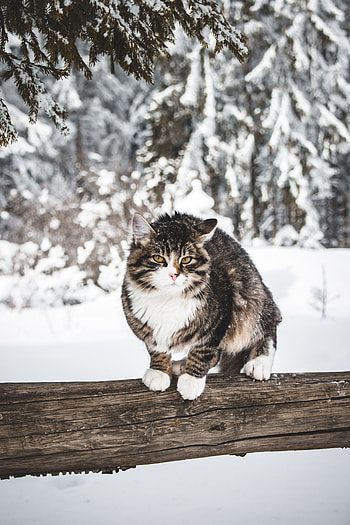 Animals, Winter, Snow, Cat, Wind HD phone wallpaper