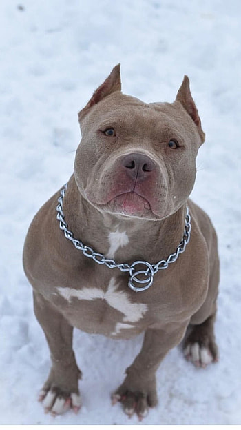Pitbull Dog, Pet Animal HD phone wallpaper