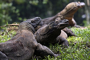 Komodo Island, Komodo dragons, Evolutionary marvel HD wallpaper