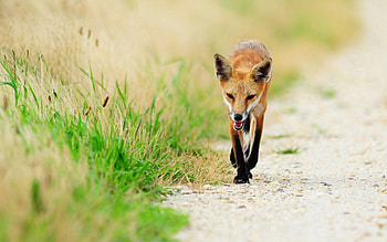 Animals, Grass, Fox, Thin, Sick, Skinny, Unhappy HD wallpaper