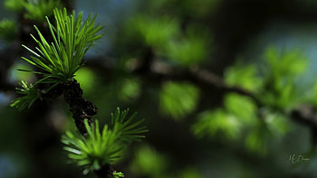 Fresh & Green, evergreen, forest, woods, tree, pine HD wallpaper