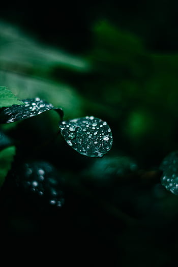Detailed macro graph of water droplets on a leaf, evoking a fresh and natural feel. HD phone wallpaper