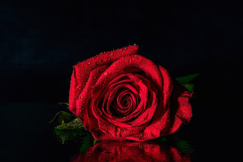 ❤️, Wet, Drops, Red, Rose, Reflection HD wallpaper