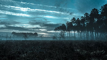 A serene misty forest landscape under a moody blue dusk sky. HD wallpaper
