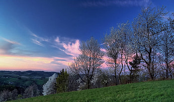 Cotton Candy, colorful, buds, grass, spring, beauty, field, blooming, clouds, trees, sky, nature HD wallpaper