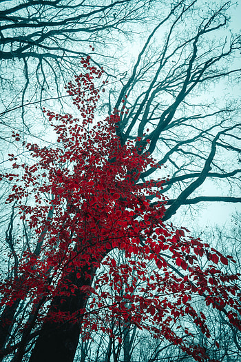 Nature, Trees, Leaves, Wood, Tree HD phone wallpaper