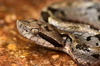 Fer De Lance Pit Viper, de, lance, pit, viper, fer HD wallpaper