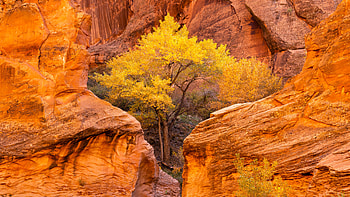 Cottonwood trees and red sandstone in Coyote Gulch, Glen Canyon National Recreation Area, Utah, nature, tree HD wallpaper