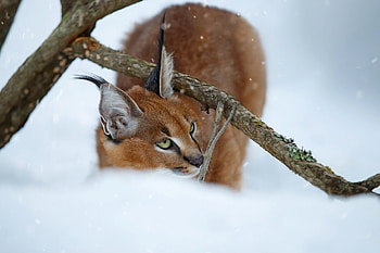 Caracal, Predator, Nature, Branches HD wallpaper