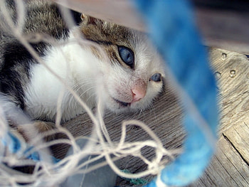 blueblue eyes, blue, eyes, cat HD wallpaper