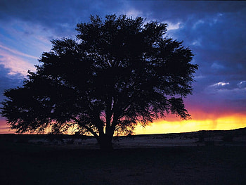 Tree, nature, evening, sunset HD wallpaper